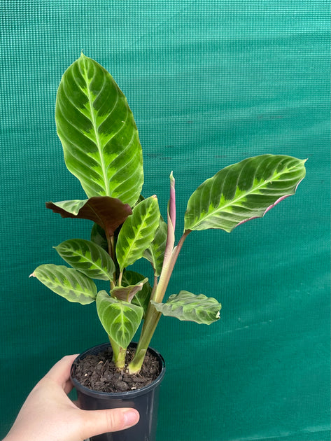 Calathea warscewiczii