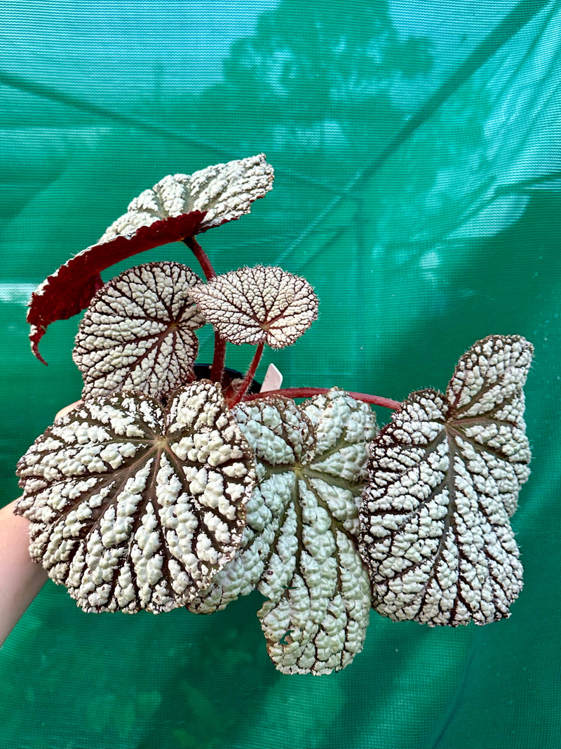 Begonia ‘Sri Lankan Beauty’