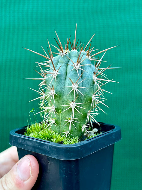 Azureocereus hertlingianus ‘Azure Torch Cacti’ NEW | Aroids Australia