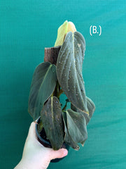 Philodendron ‘Gigas’