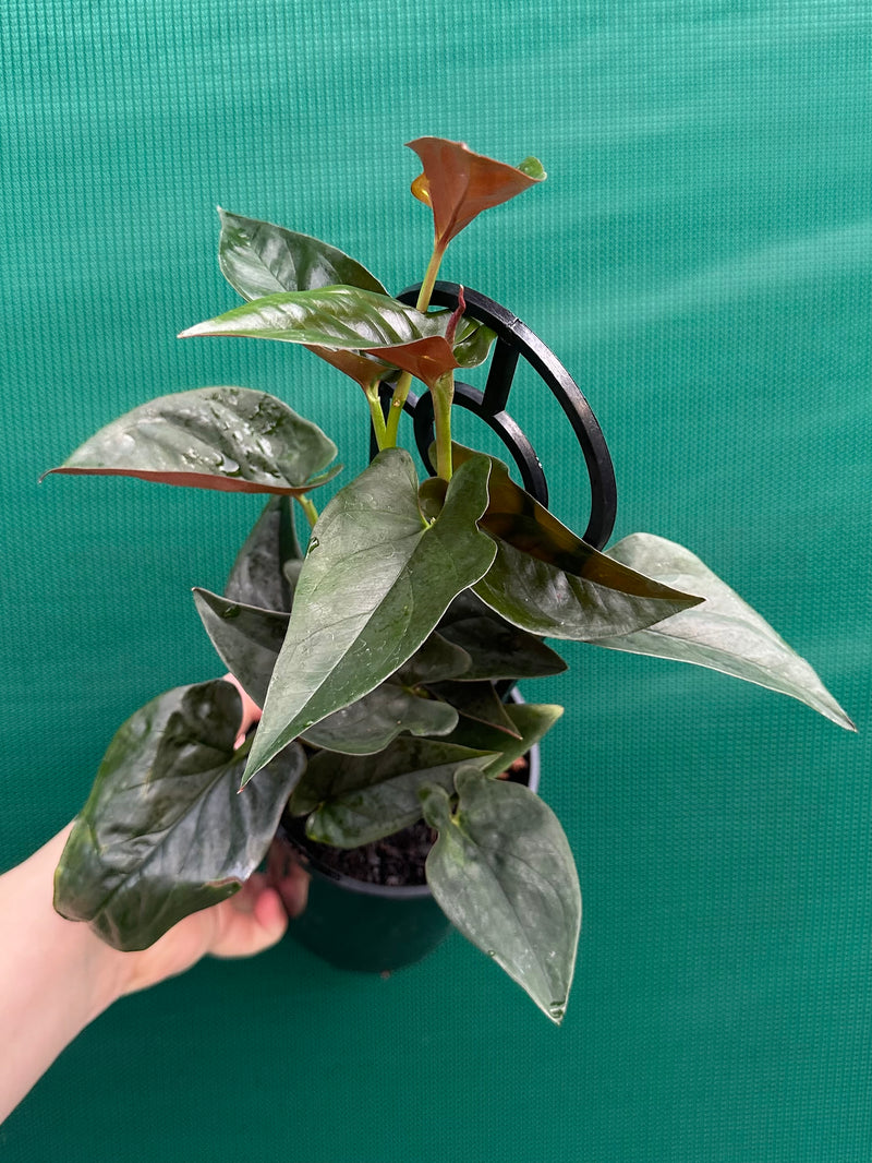 Syngonium ‘Red Arrow’