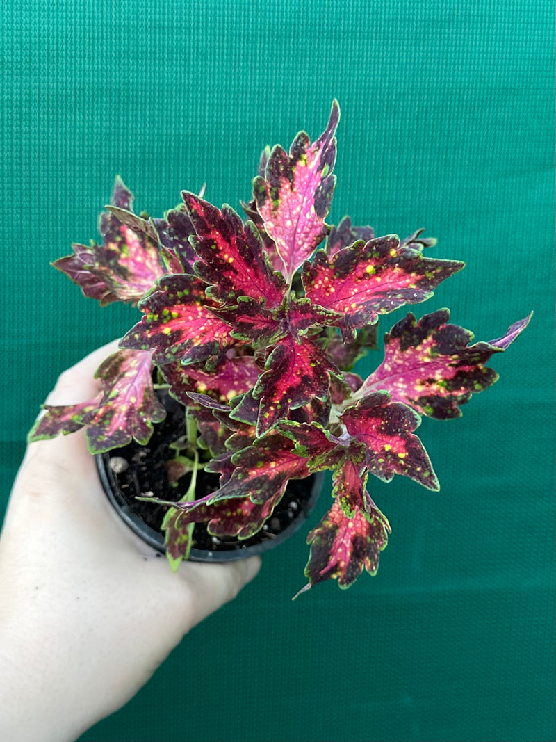Coleus NOID 5