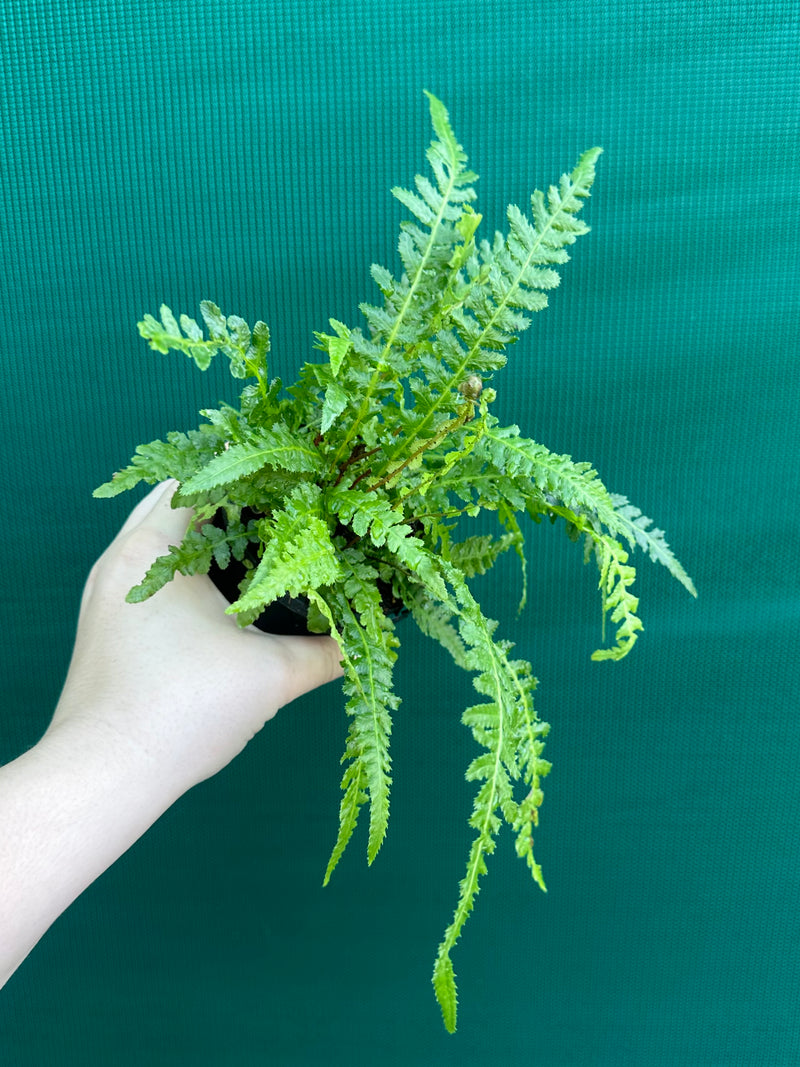 Doodia aspera ‘Prickly Wrasp Fern’ NEW