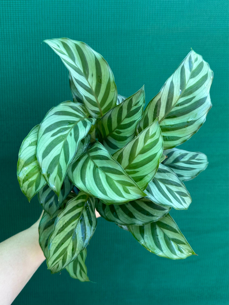 Calathea ‘Freddy’