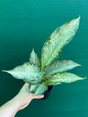 Dieffenbachia ‘Memoria Corsii’