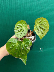 Begonia ferox