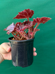 Begonia ‘Fluro Pink’