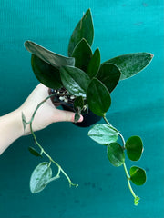 Schindapsus Treubii Dark Form