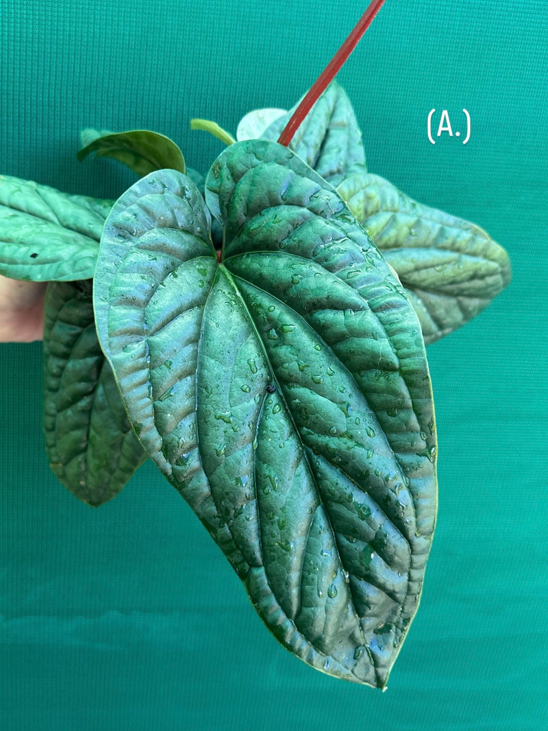Anthurium luxurians x radicans
