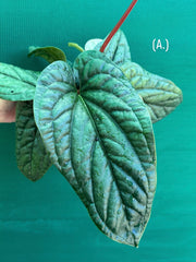 Anthurium luxurians x radicans