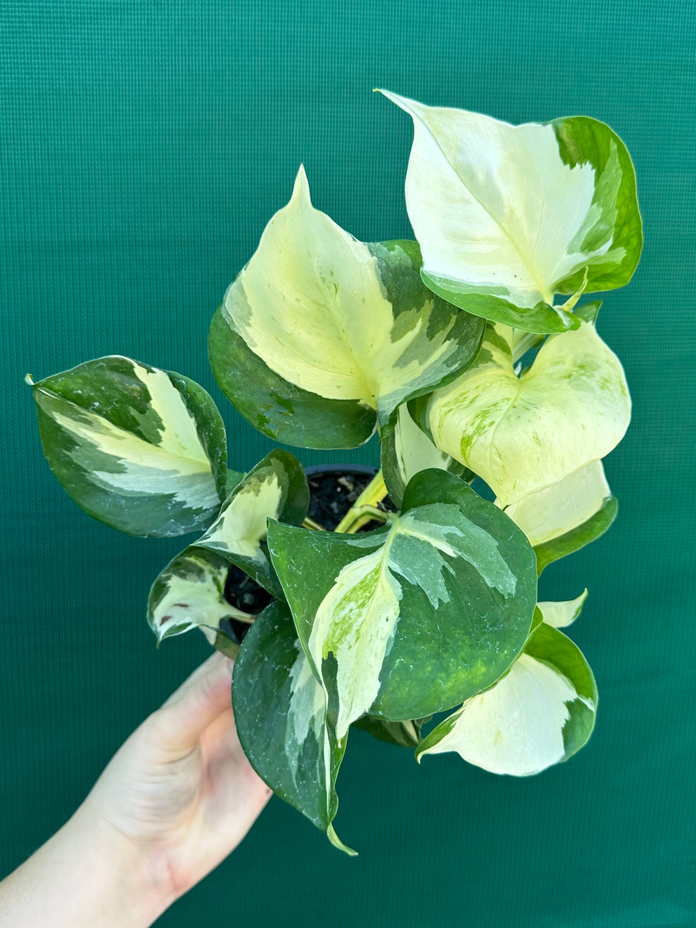 manjula pothos australia Epipremnum Aureum 'Manjula