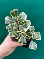 Ficus albo