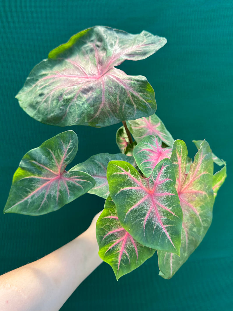 Caladium NOID 4 NEW
