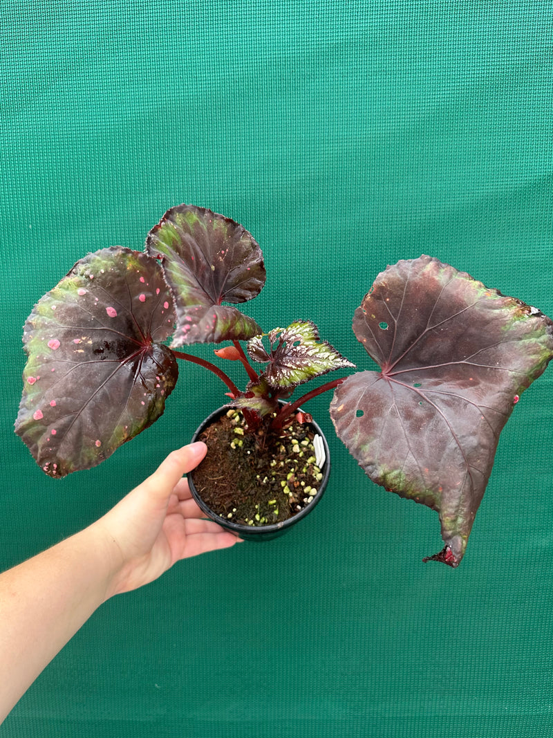 Begonia ‘Dr. Karissa’