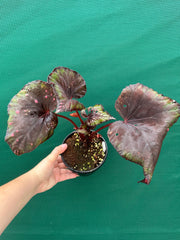 Begonia ‘Dr. Karissa’