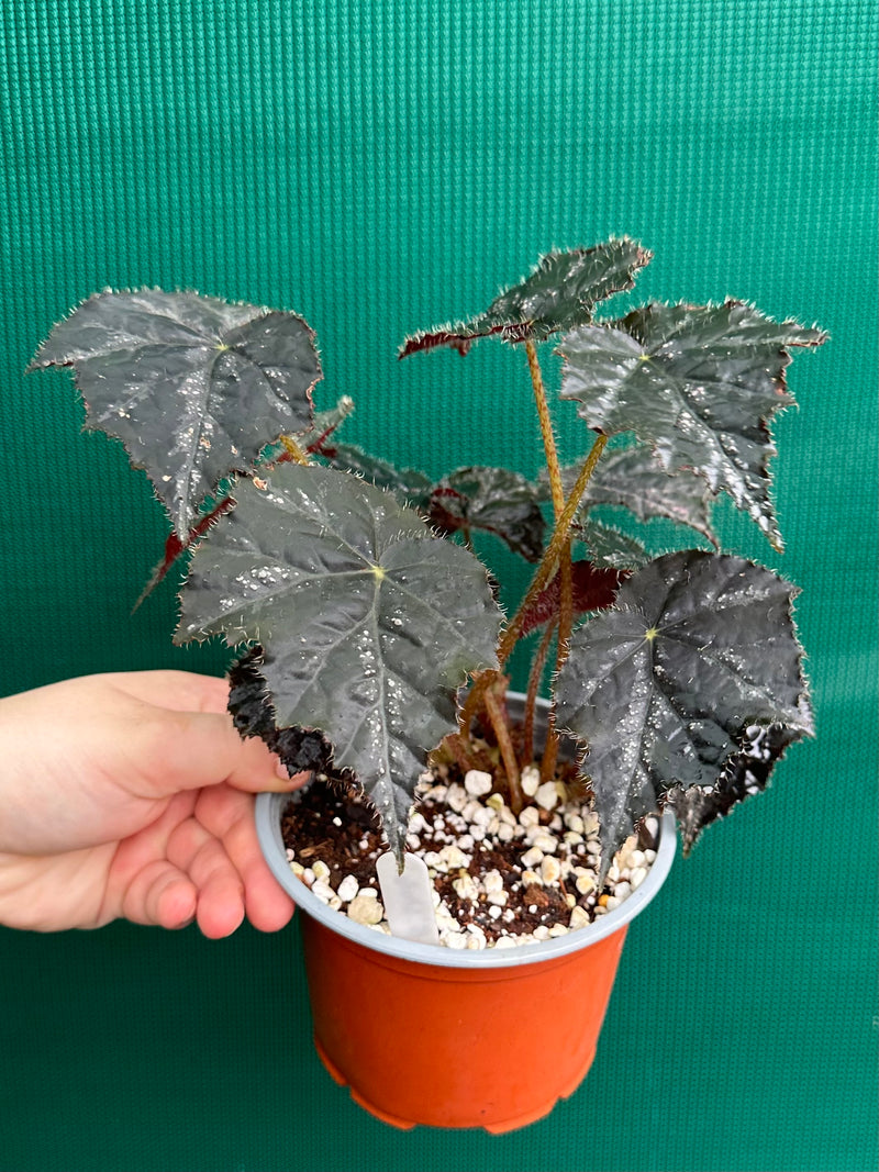 Begonia ‘Shilo’