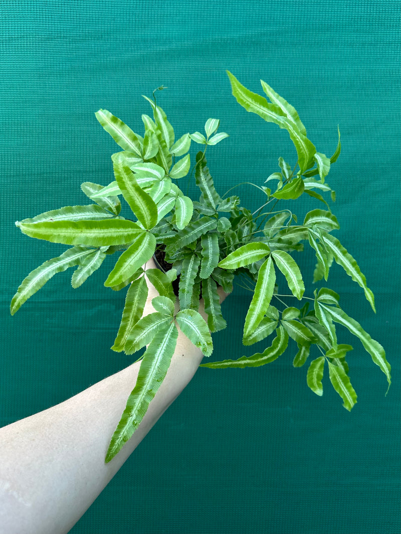 Pteris Fern Unknown 7