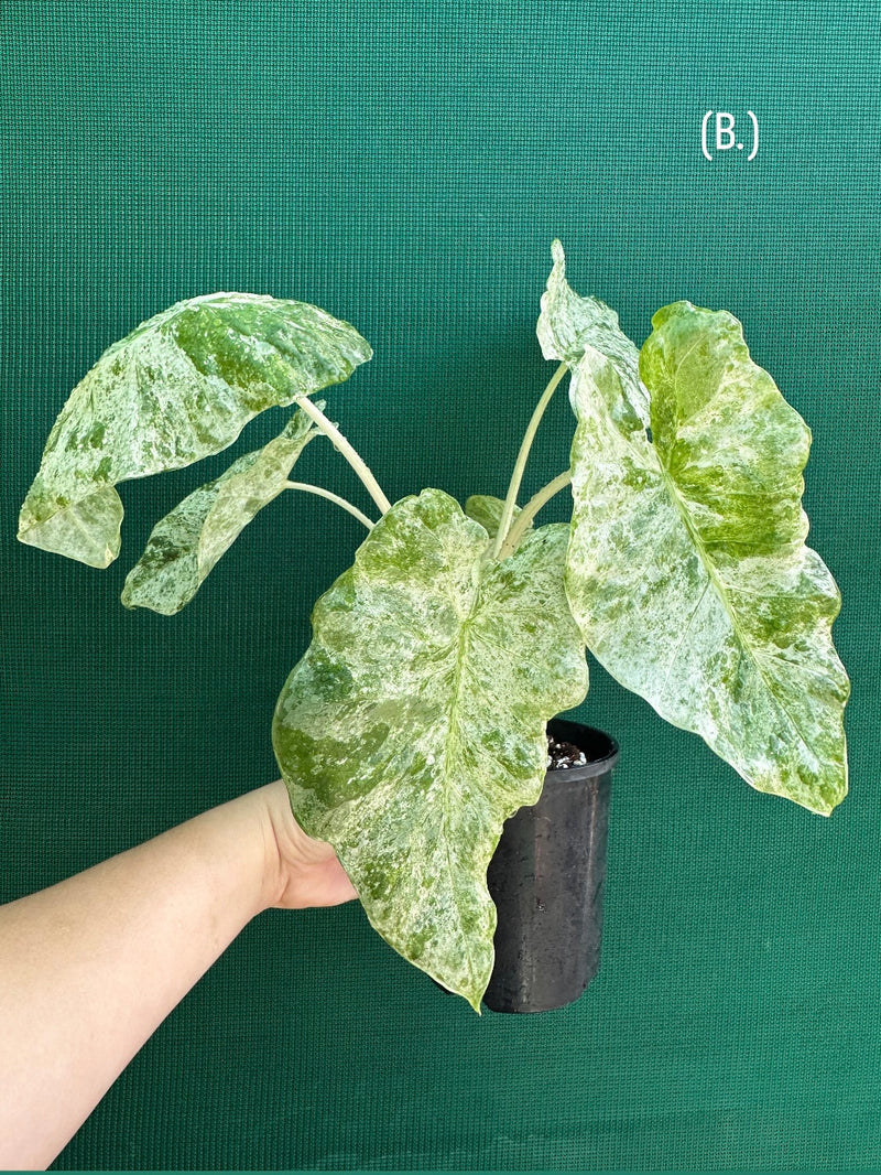 Alocasia odora batik ‘Splash’