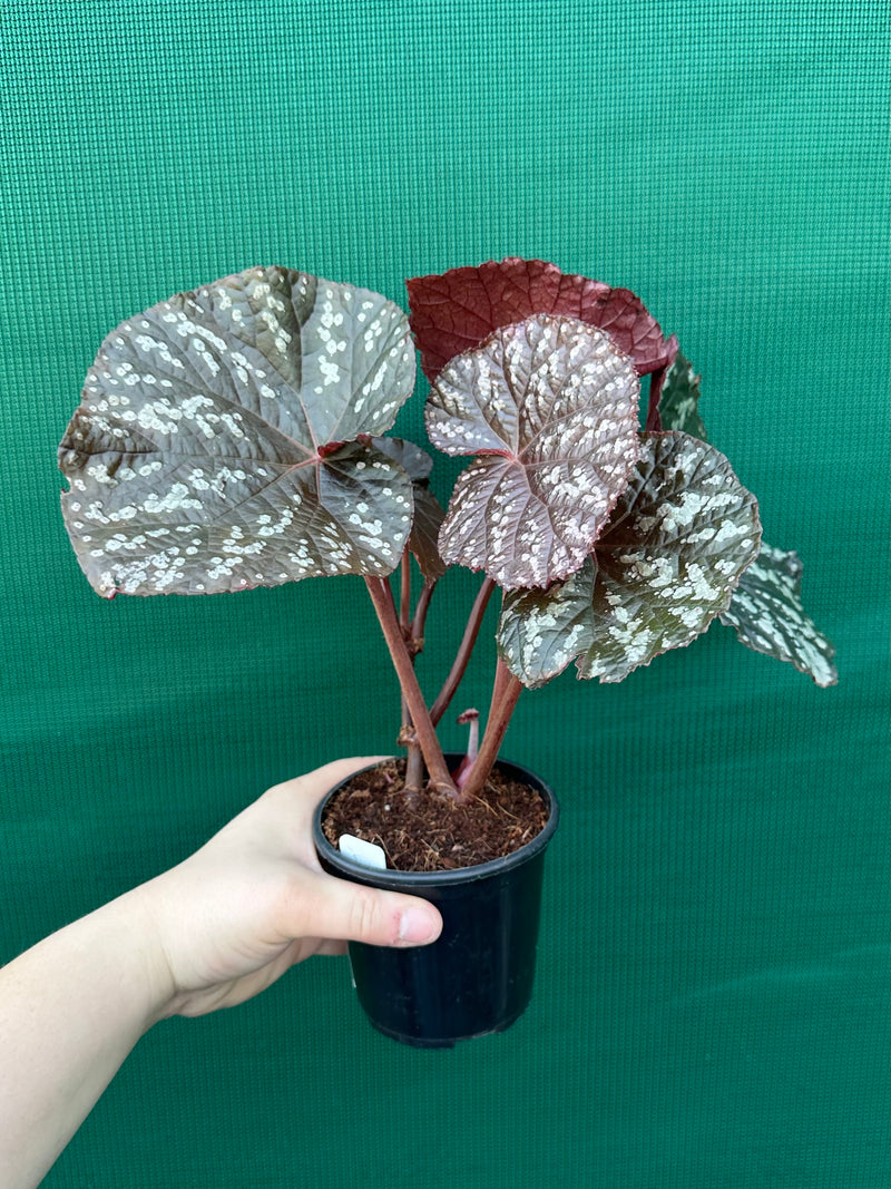 Begonia ‘Silver Galaxy’