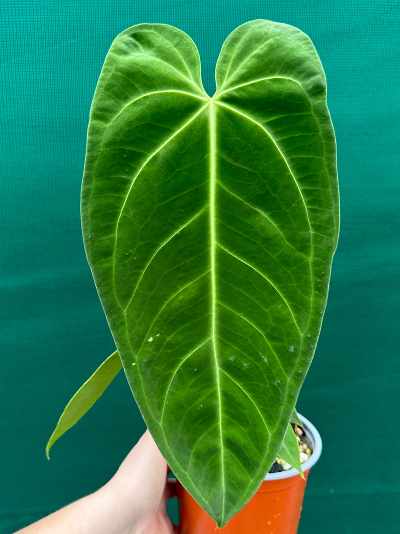 Anthurium warocqueanum x sp. nutibars NEW