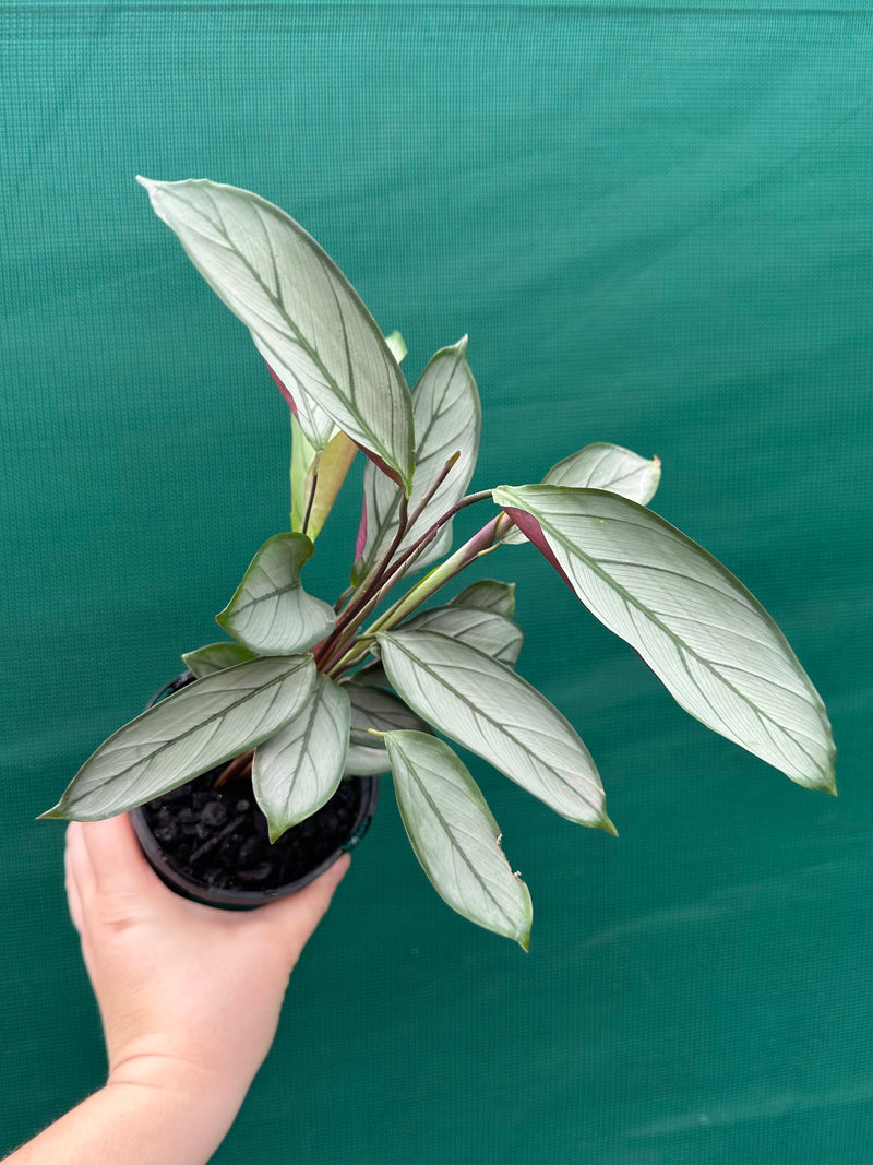 Ctnenanthe ‘Grey Star’ NEW