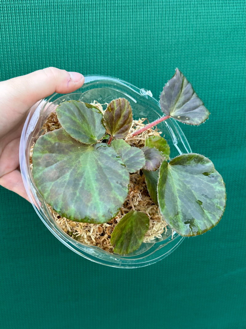 Begonia tagbanua variegated