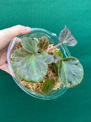 Begonia tagbanua variegated