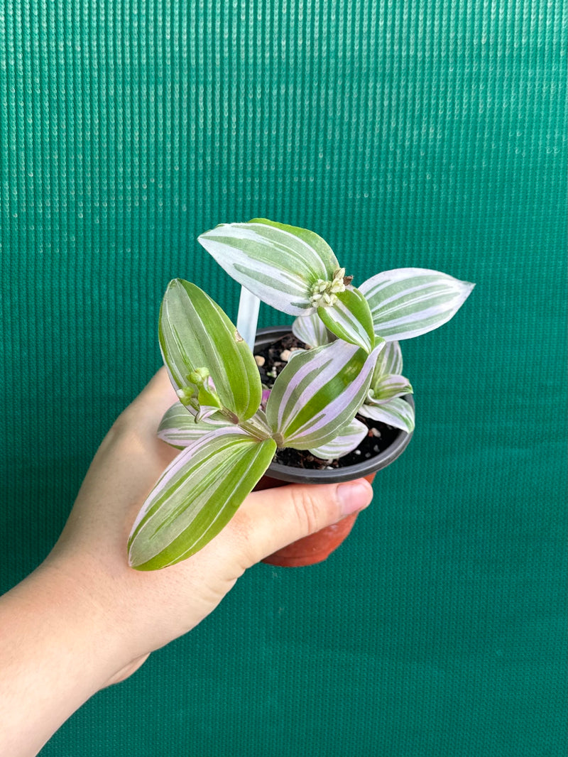 Tradescantia ‘Nanouk’