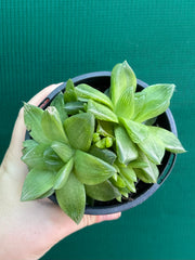 Haworthia Unknown NEW