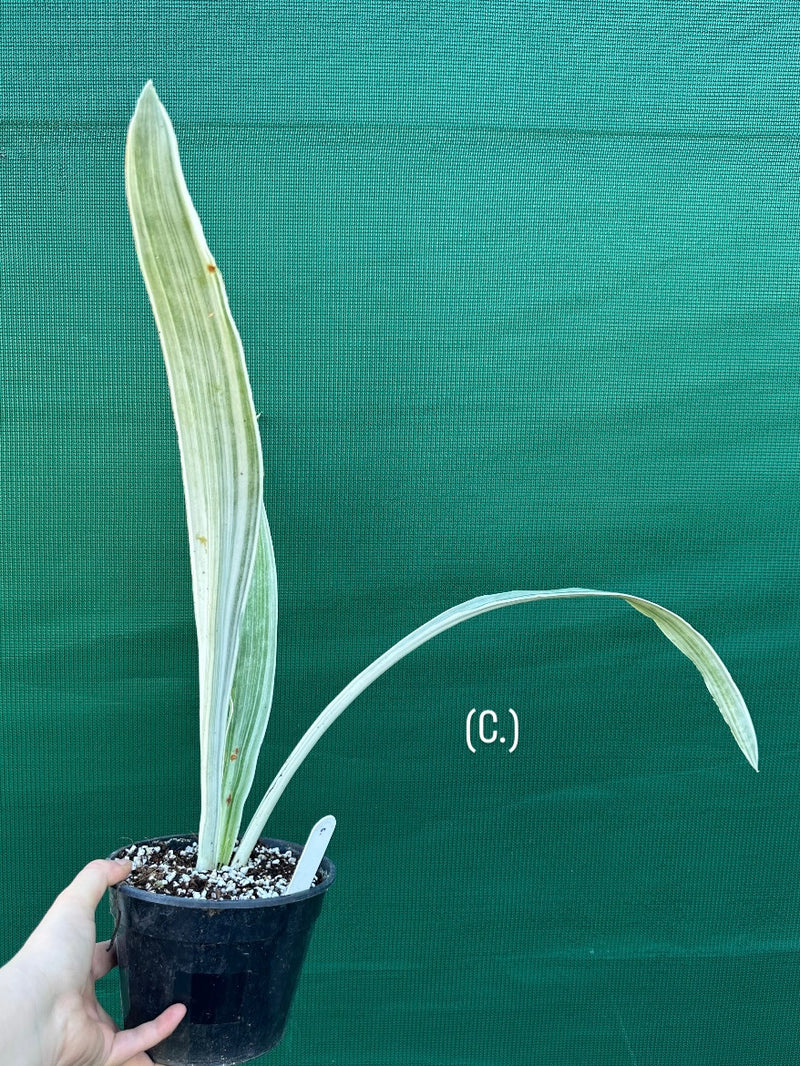 Sansevieria ‘Siam Silver’ NEW