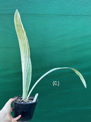 Sansevieria ‘Siam Silver’ NEW