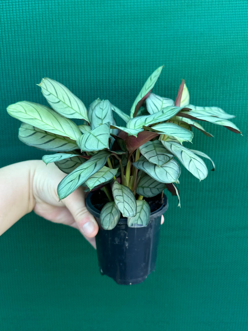 Ctnenanthe ‘Amagris’