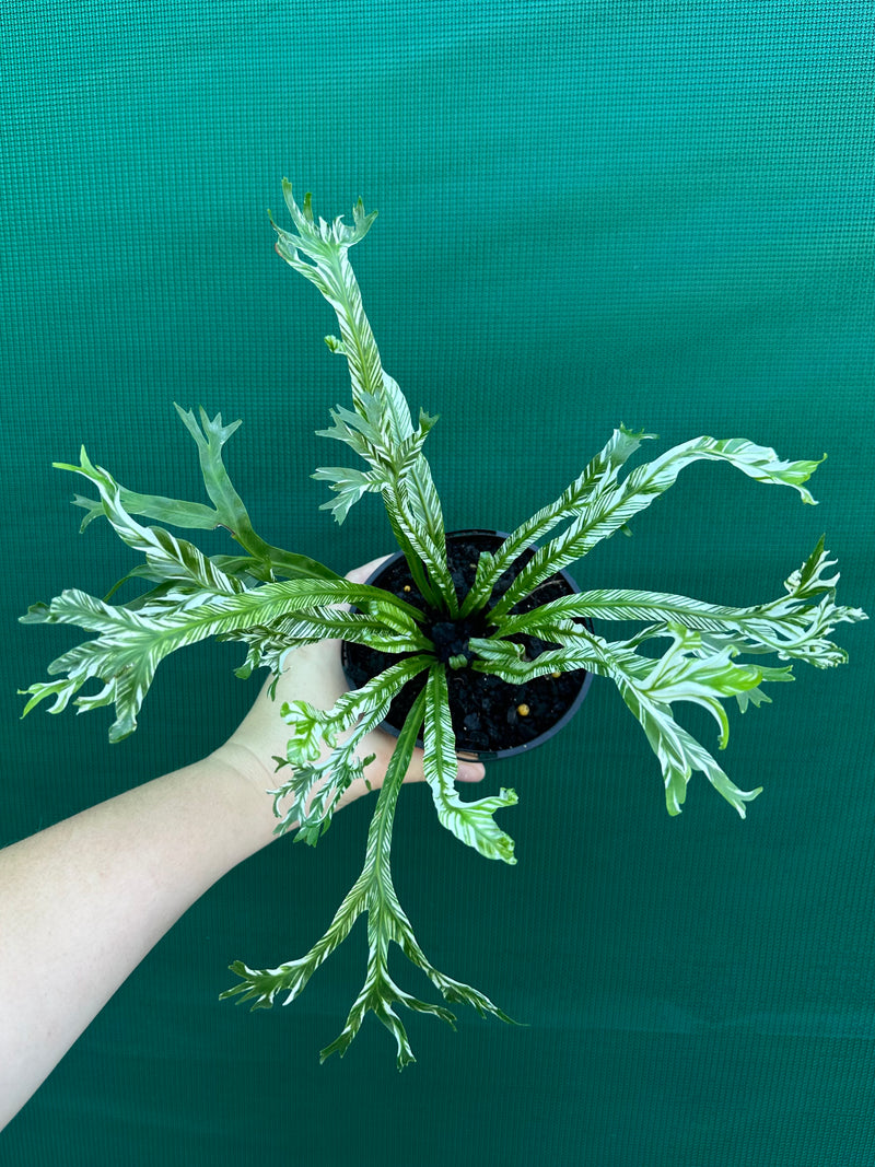 Asplenium Nidus variegata