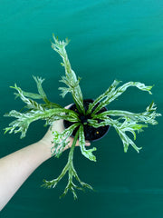 Asplenium Nidus variegata