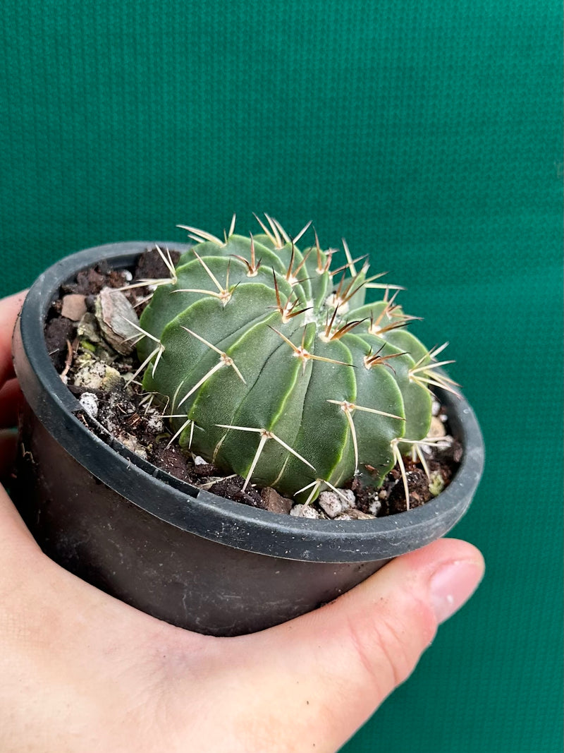 Parodia unknown