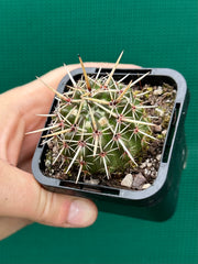 Notocactus submamulosus NEW
