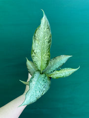 Dieffenbachia ‘Memoria Corsii’