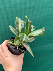Schismatoglottis motteyana NEW
