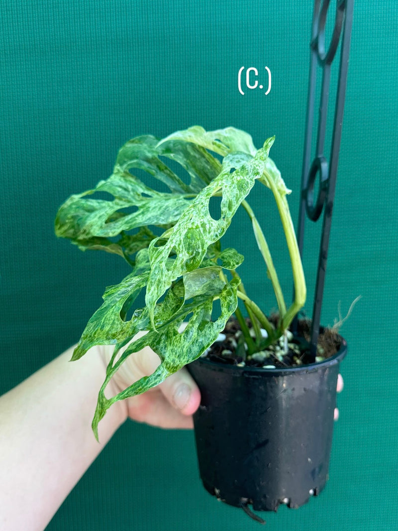 Monstera ‘Adansonii’ Mottled Variegation NEW