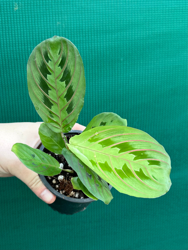 prayer plant australia Maranta Leuconeura