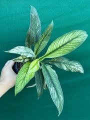 Spathiphyllum ‘Candle Light’