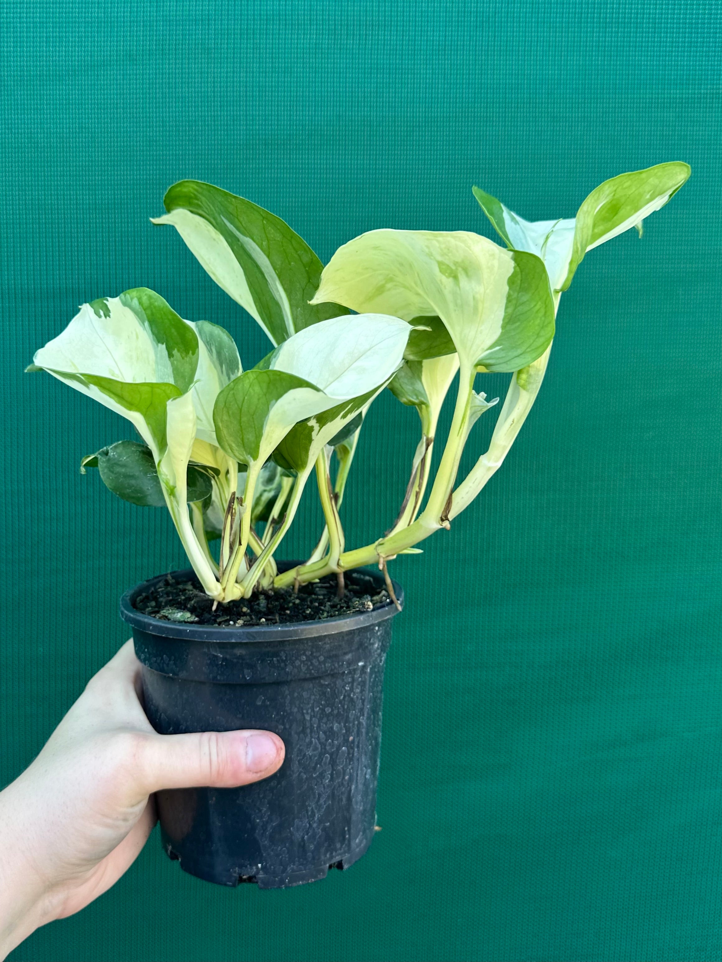 manjula pothos australia Epipremnum Aureum 'Manjula
