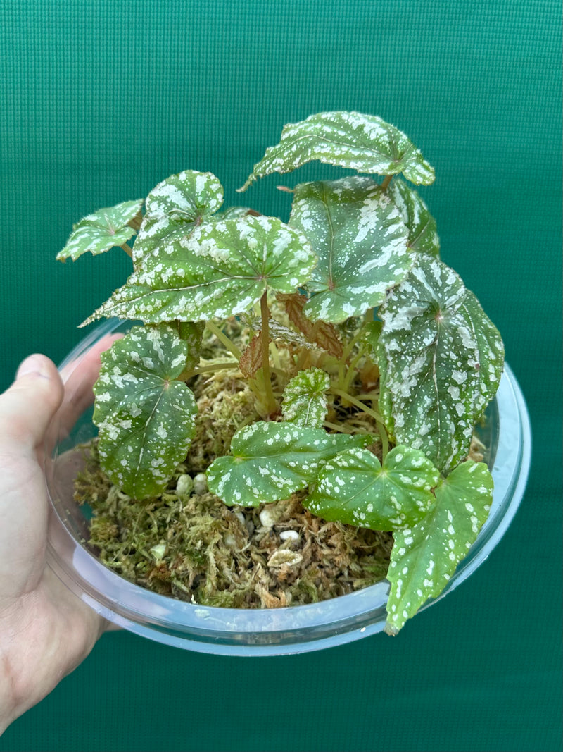 Begonia lukuana NEW