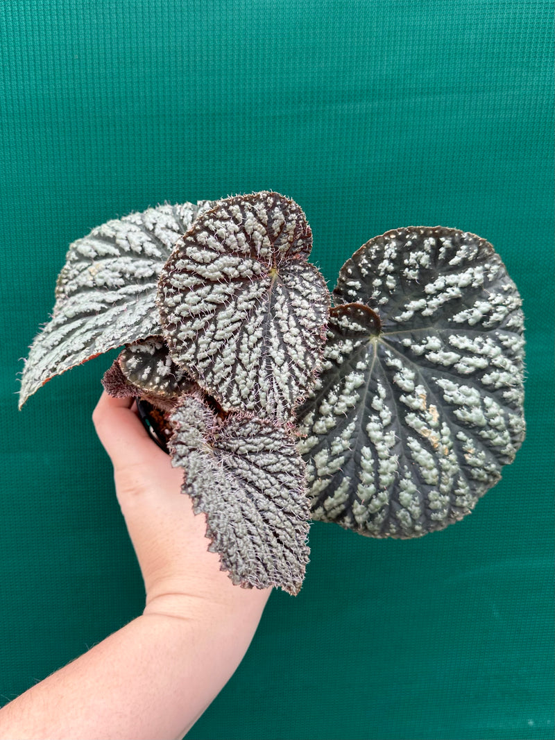 Begonia ‘Sri Lankan Beauty’