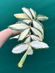 Dracaena surculosa ‘Milky Way’ NEW