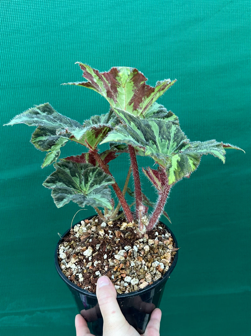 Begonia ‘Norgrove Star’