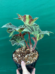Begonia ‘Norgrove Star’