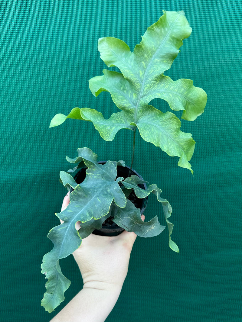Phlebodium Aureum ‘Crisped Blue Fern’