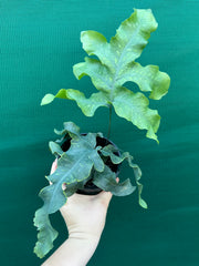 Phlebodium Aureum ‘Crisped Blue Fern’