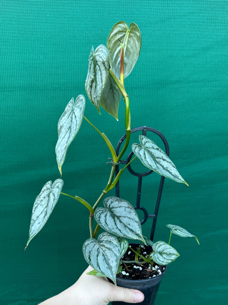 Philodendron Brandtianum